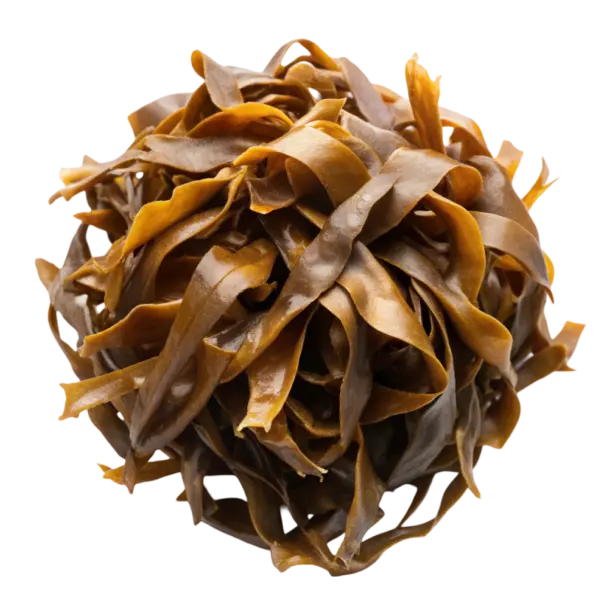 Algues brunes séchées