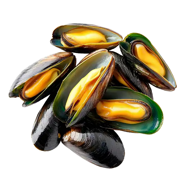 Moule à lèvres vertes