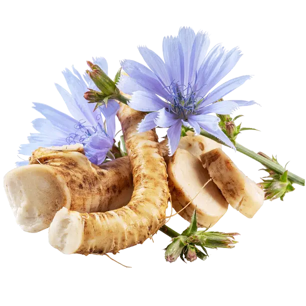 Inuline de chicorée